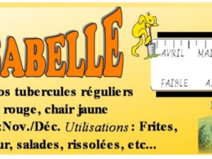 Pomme de terre Rosabelle