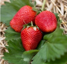Fraisier Sibilla
