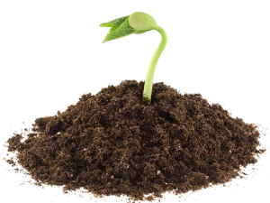 Terreau Spécifique Bouturage Pommes de Terre