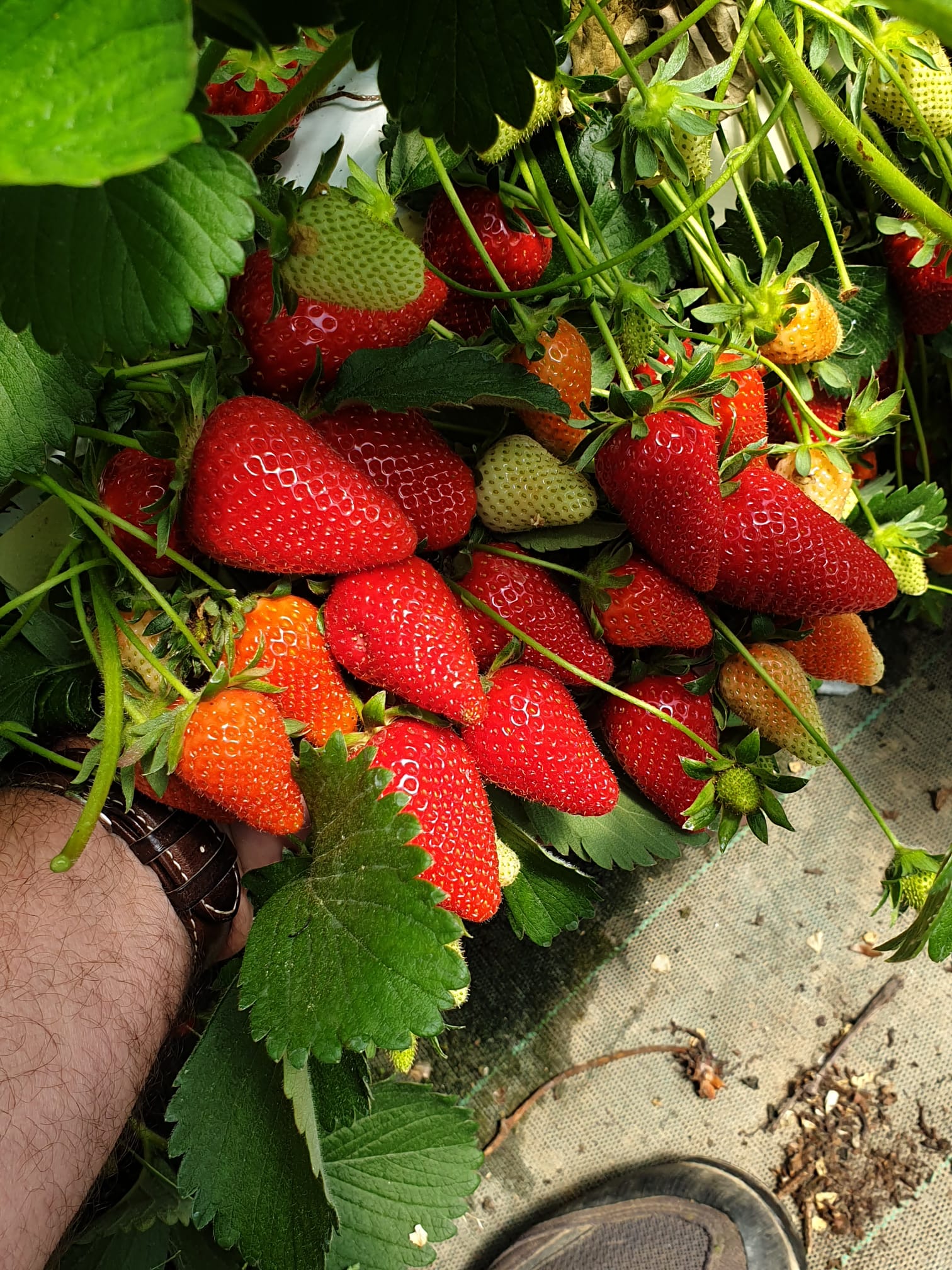 Fraisier Klodia