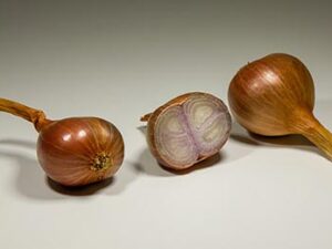 Échalote Meloine