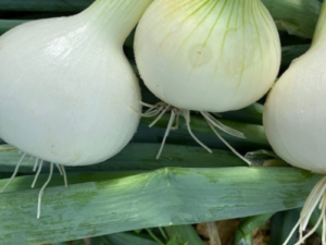 Oignon Snowball (blanc)