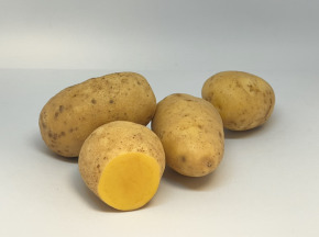 Pomme de terre Maldives
